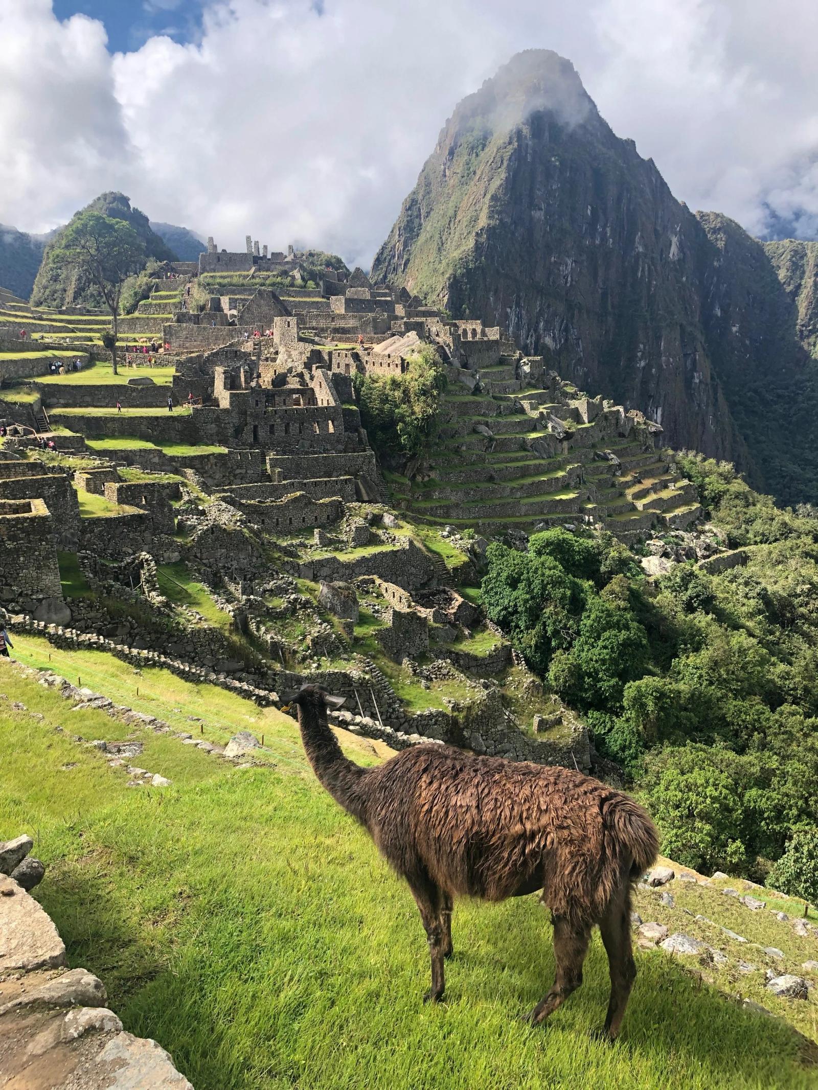 KFC, Alpacas, and Mining