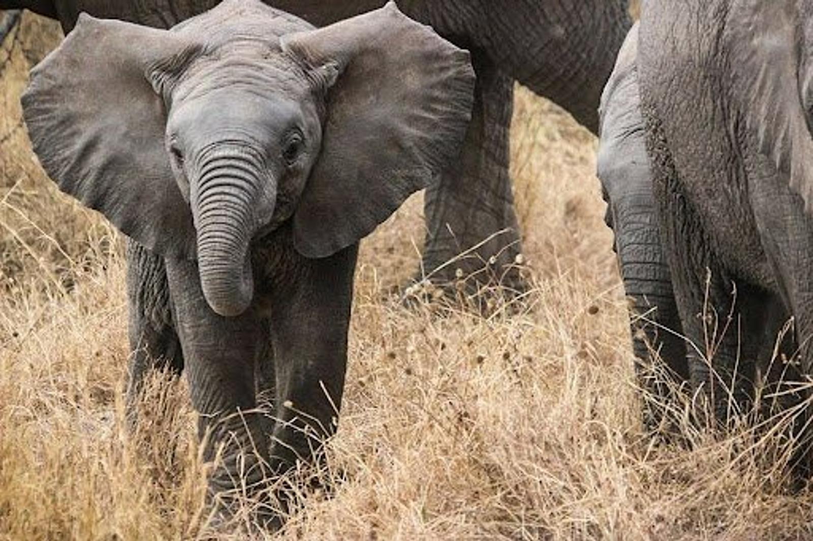 Botswana Threatens to Send 20,000 Elephants to Germany Over Hunting Trophy Dispute