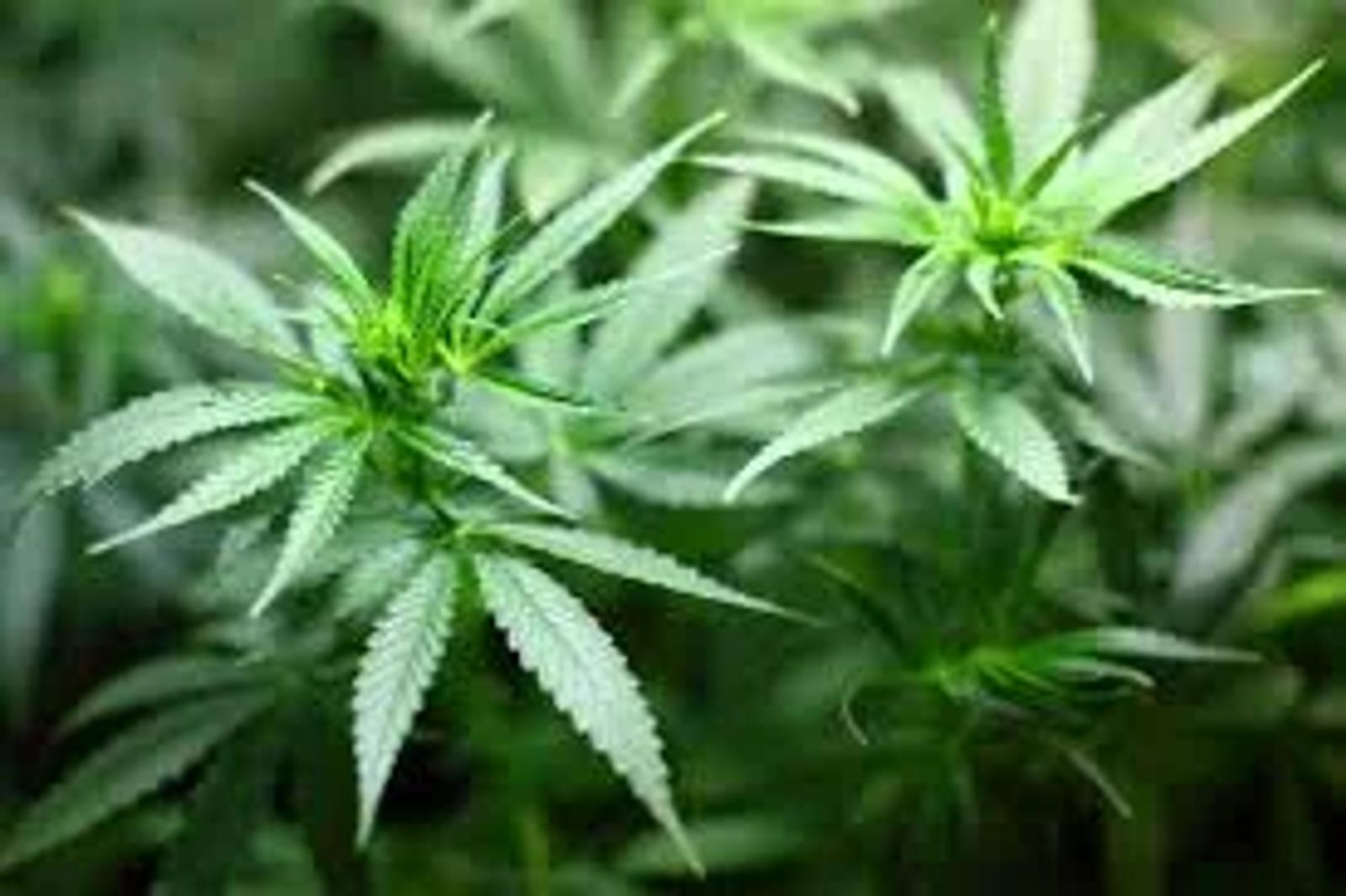 Canadian Police Officers Allowed to Consume Marijuana After Legalization