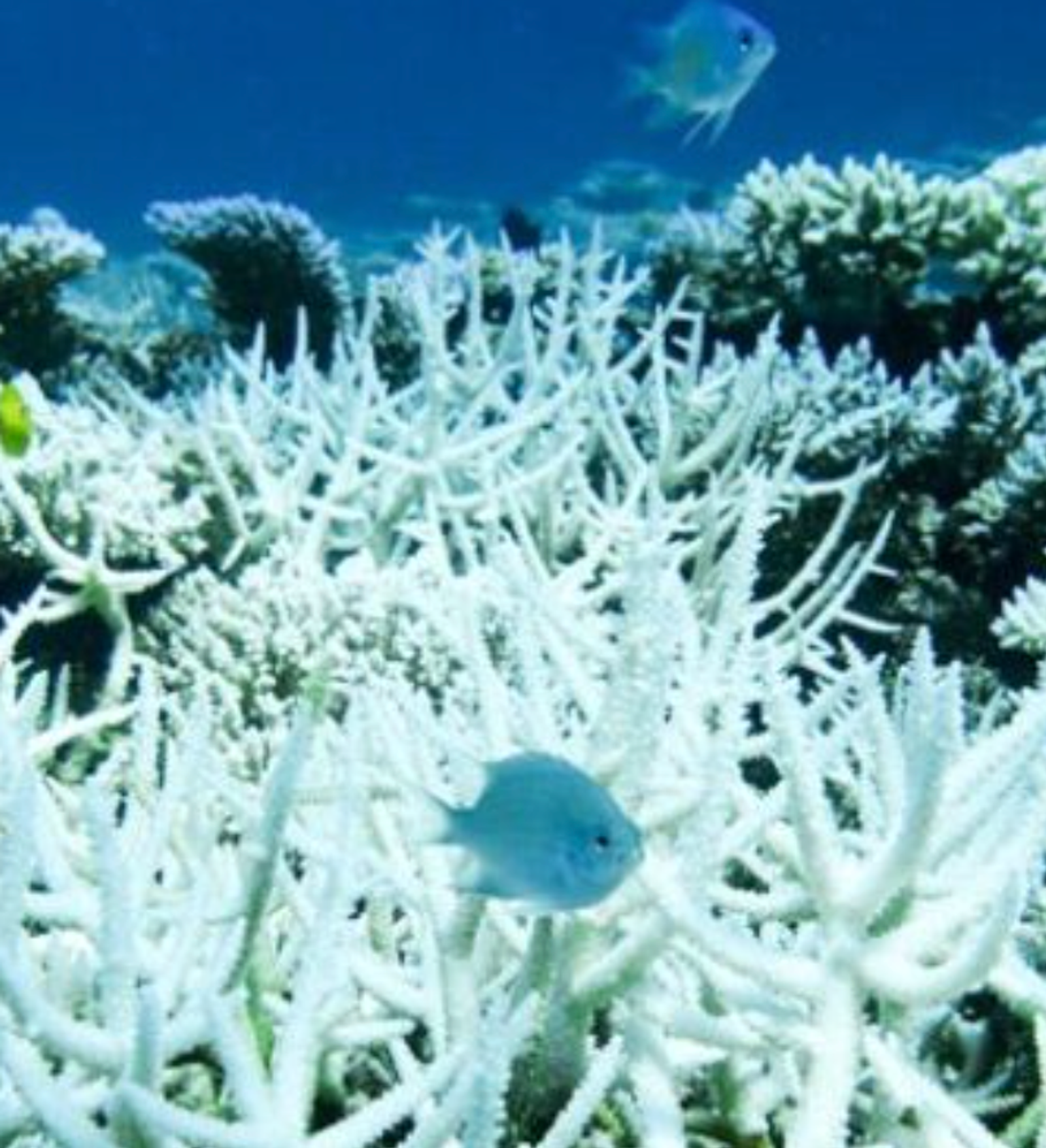 Tomorrowland: Not the Futuristic Disney Theme Park, but a World Without Coral Reefs