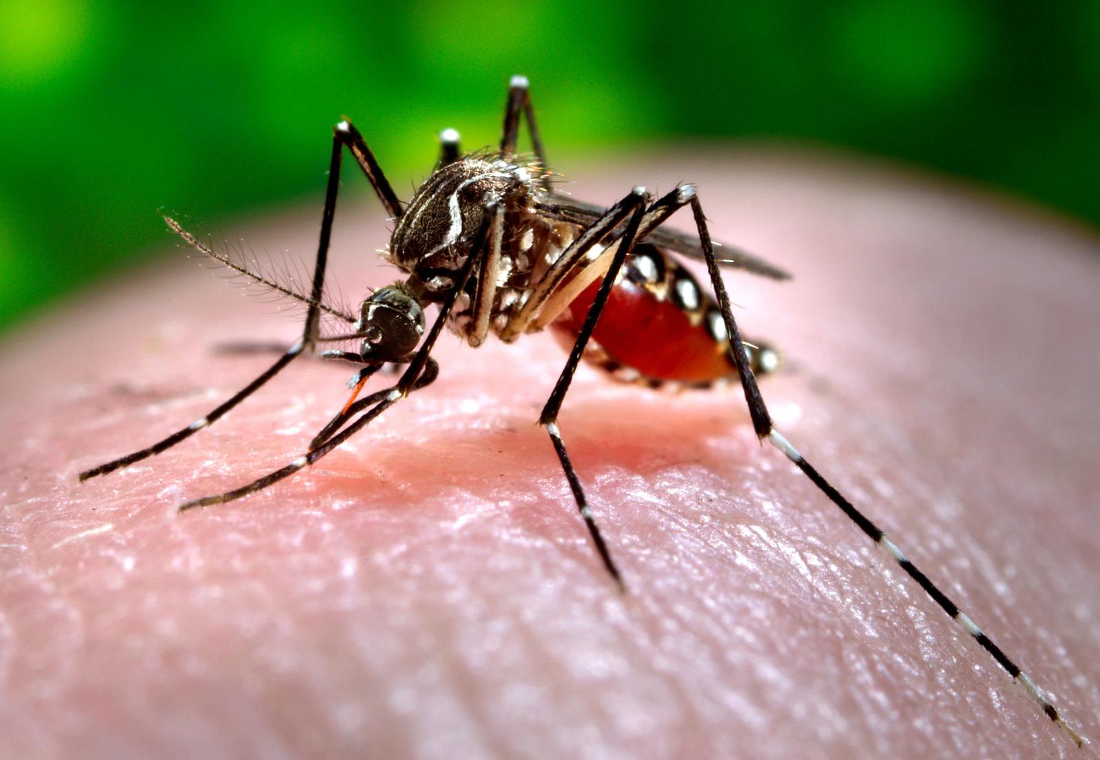 Second Local Dengue Fever Case Identified in Guam