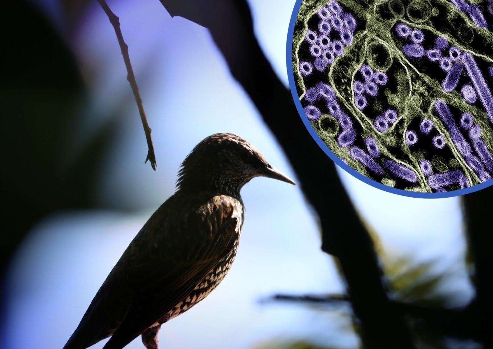 OPINION: Why You Should Care More About Bird Flu