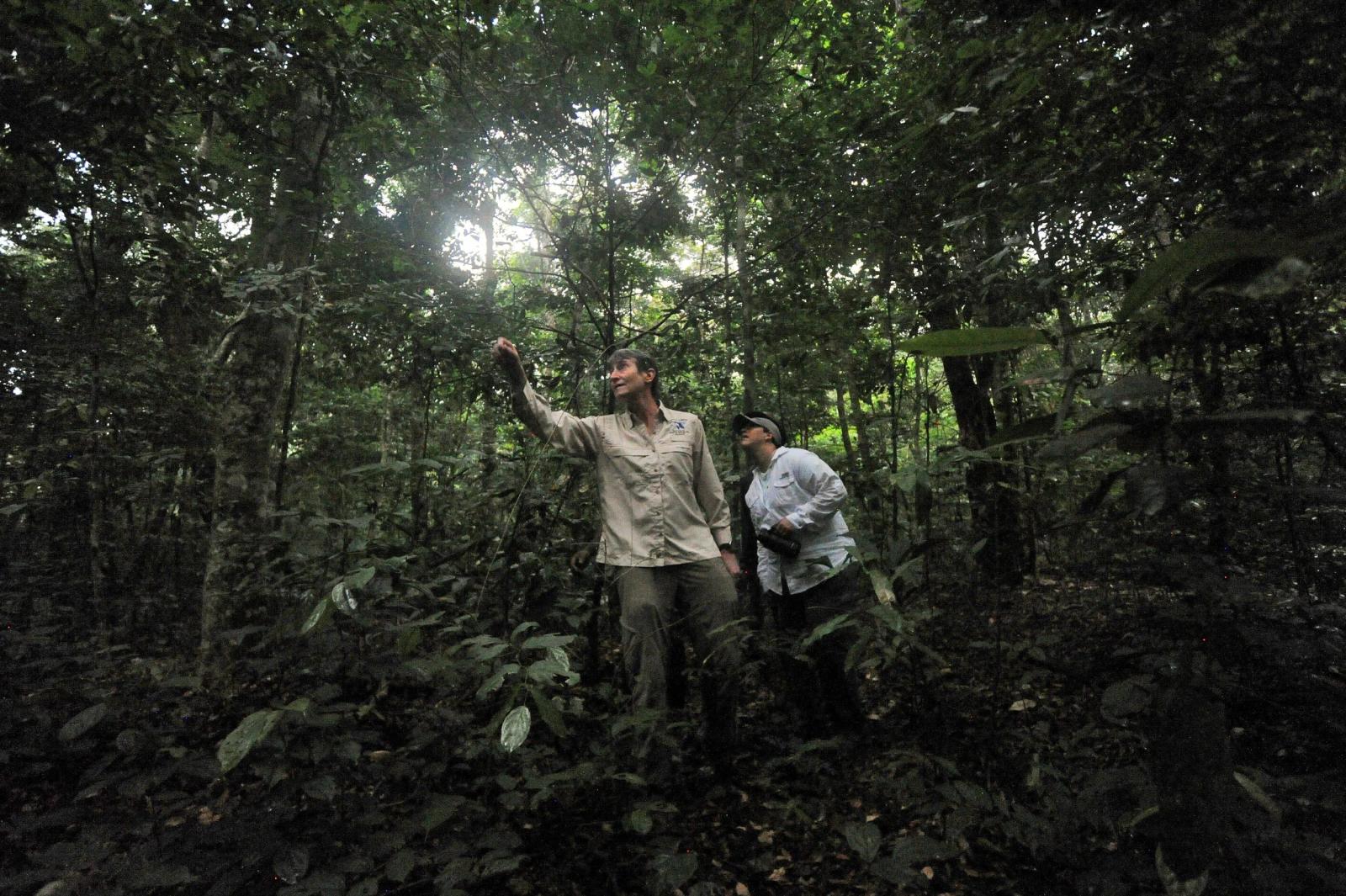 Gabon Receives $150 Million For Forest Preservation