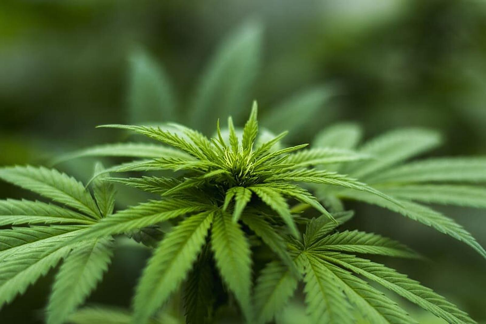 Mexican Congress Passes Marijuana Decriminalization Bill