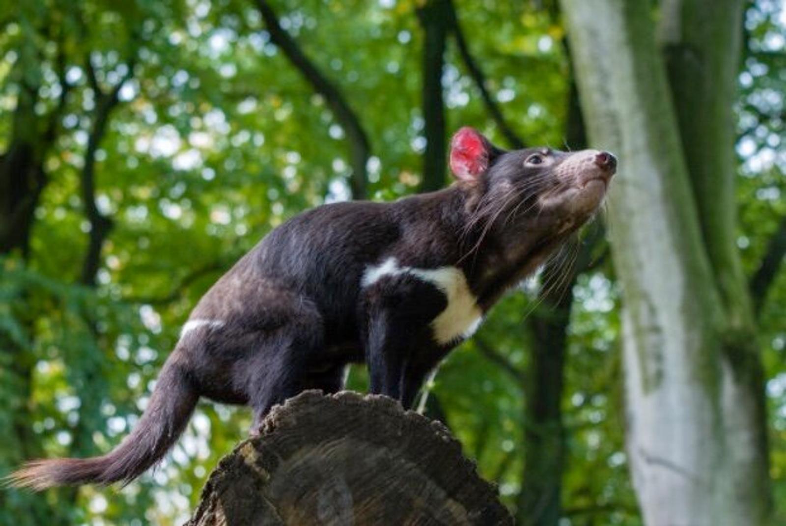 Australia Reintroduces Tasmanian Devils to Mainland