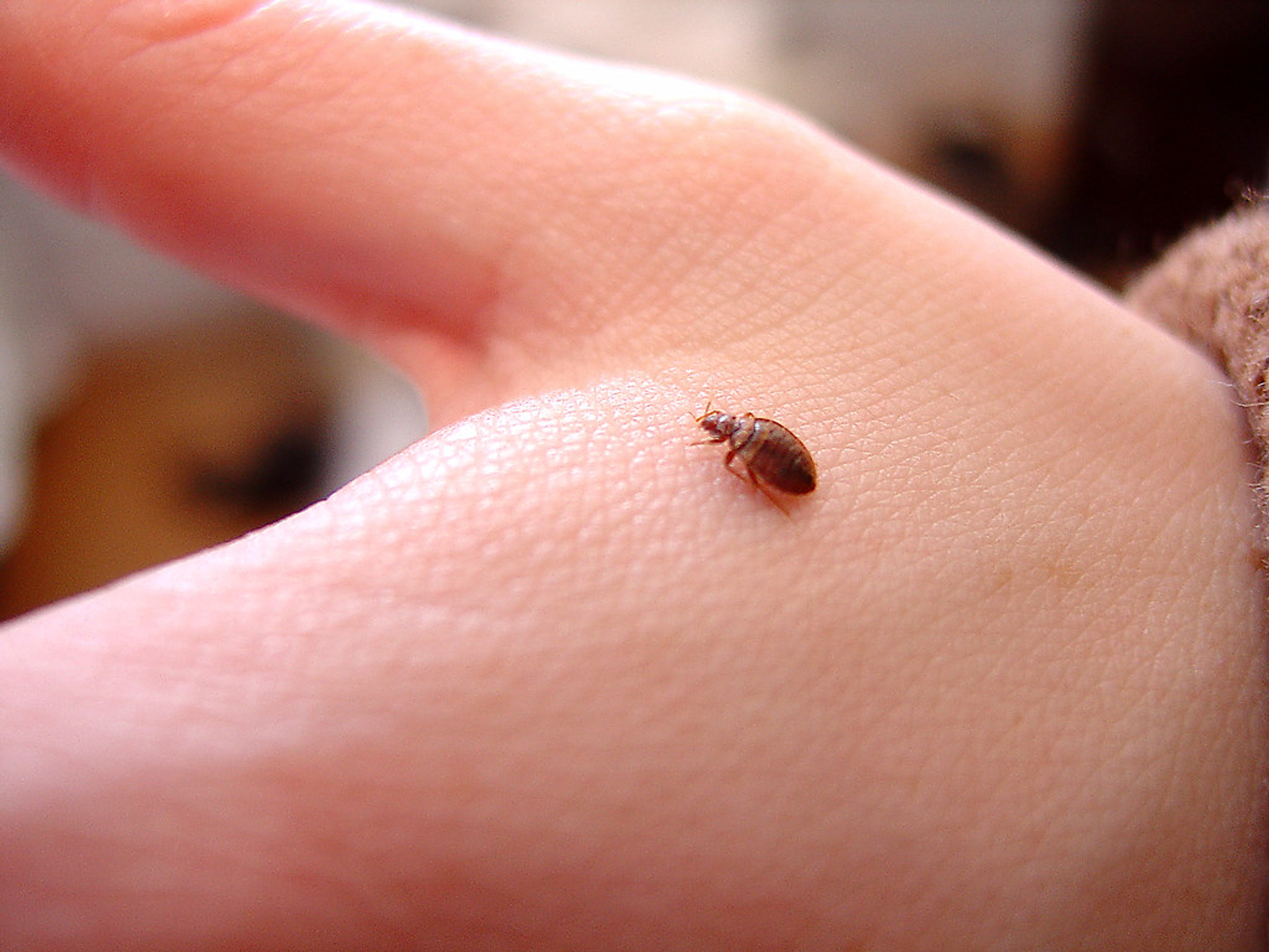 South Korea Battles a Resurgence of Bed Bug Infestations