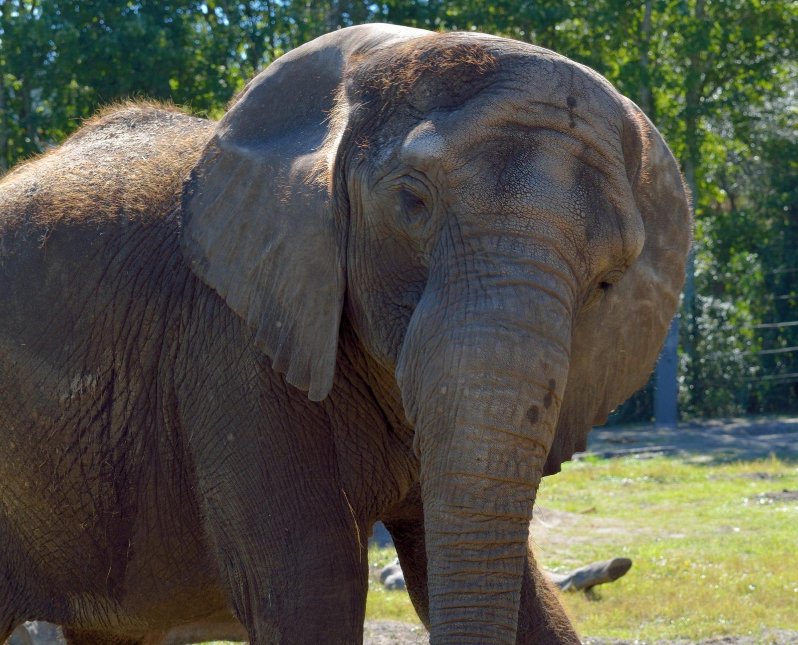 Pupy the Elephant: A Symbol of Ecological Progress in Buenos Aires