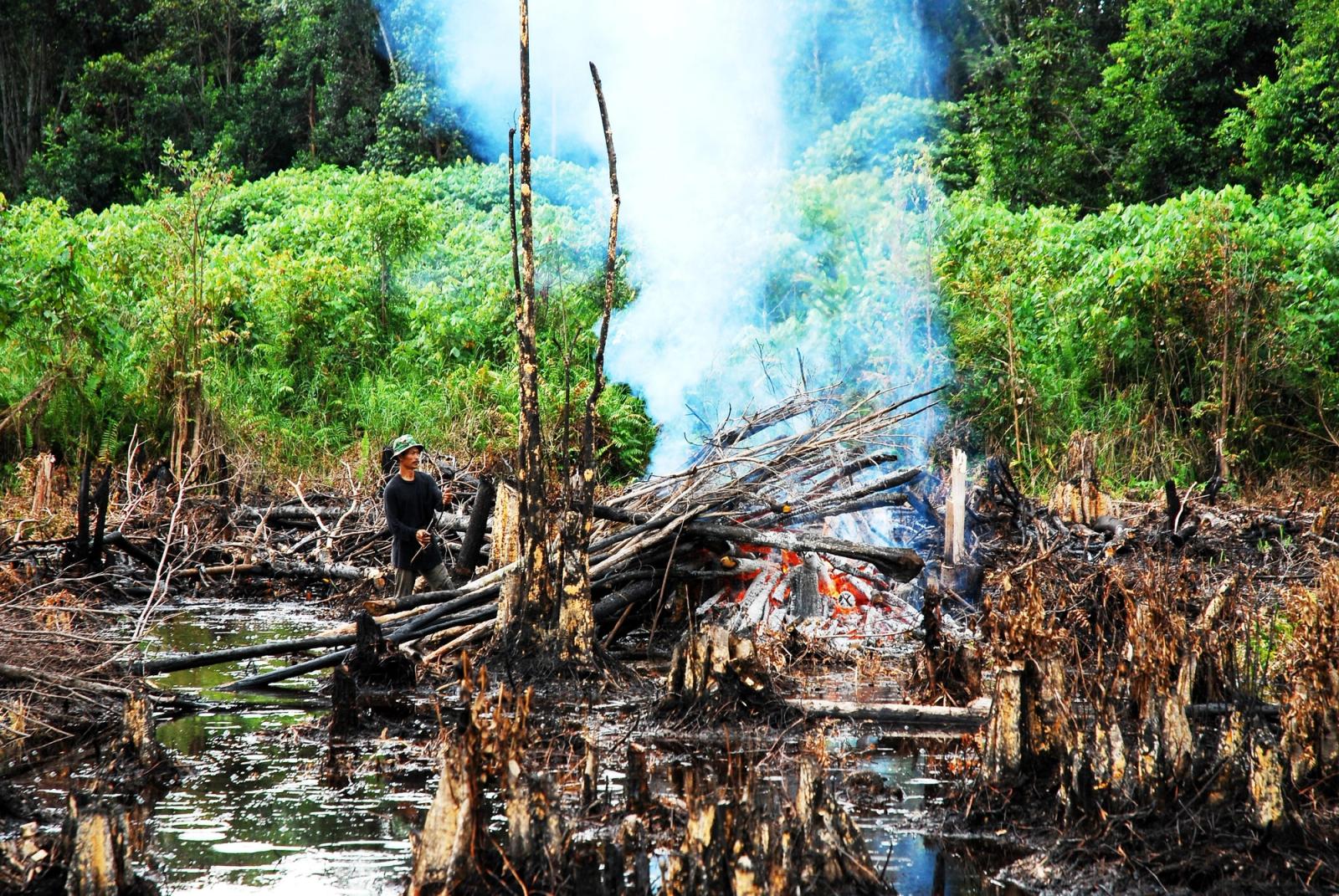 Deforestation in Indonesia Dramatically Rose in 2025