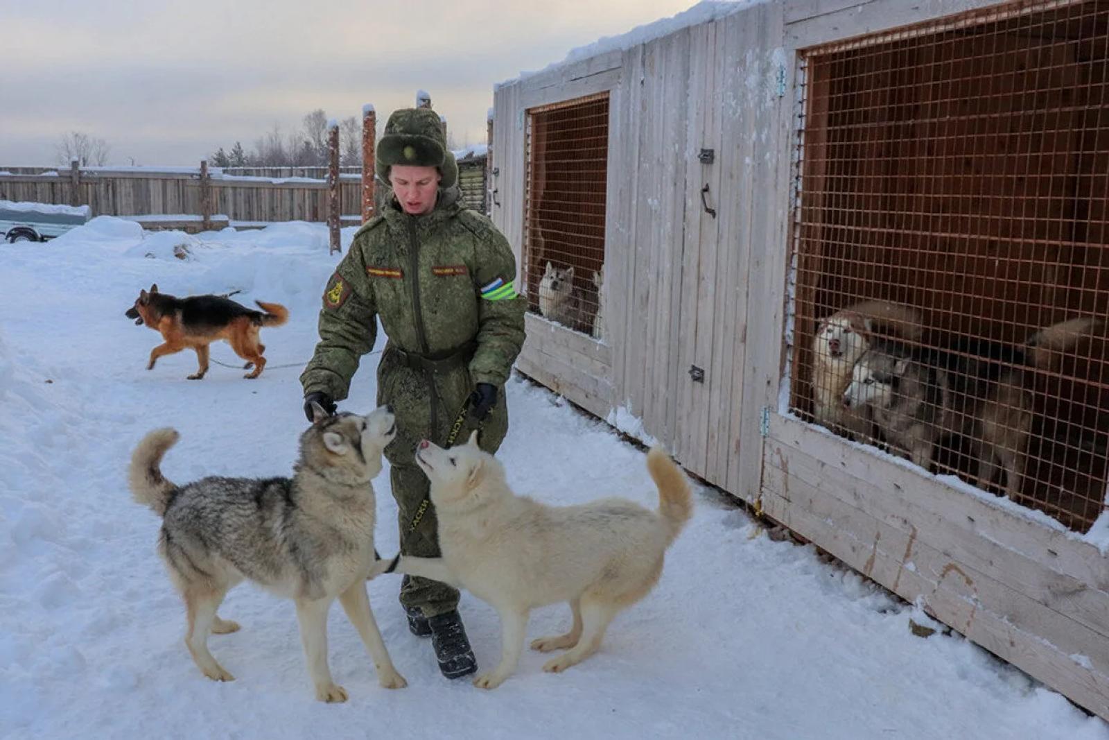 Russia Bolsters Its Northern Fleet With Siberian Husky Squad