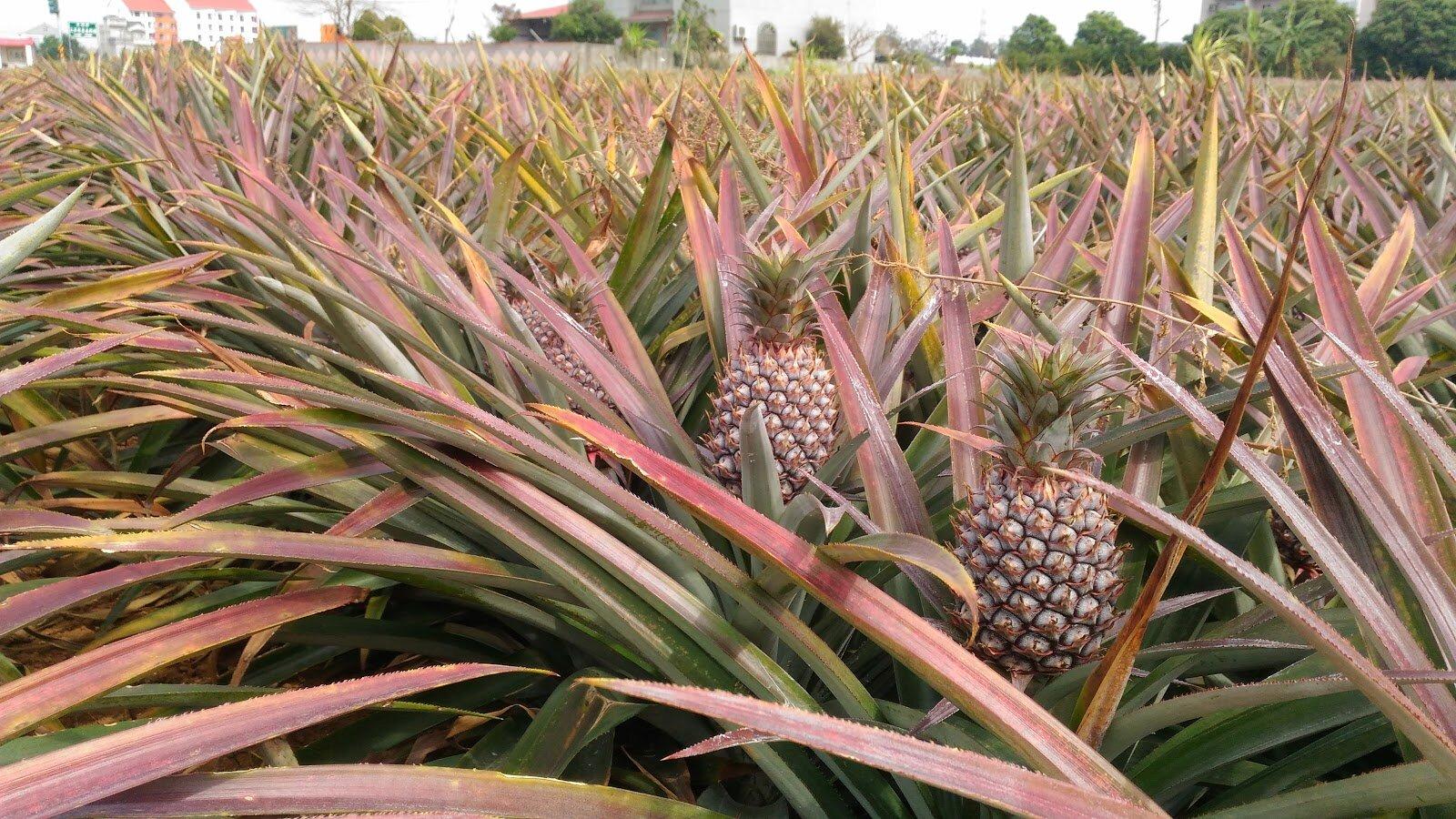 Taiwan’s “Freedom Pineapples” Campaign Launches After Chinese Ban