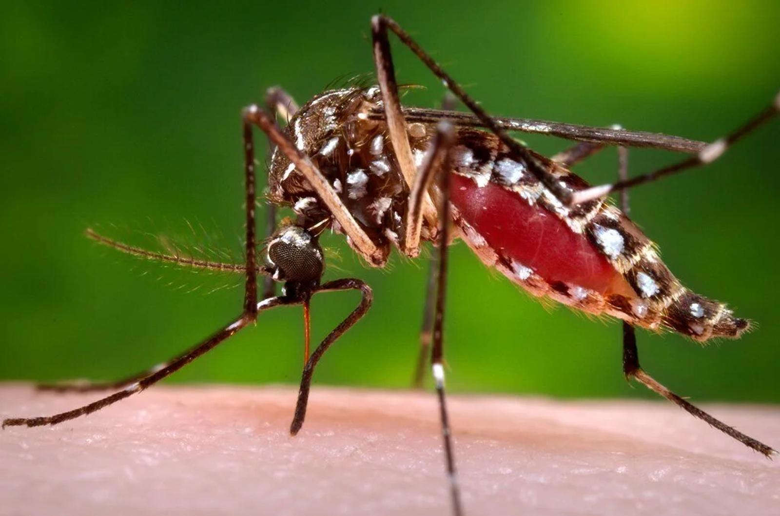 Chikungunya is Causing Chaos in Chad
