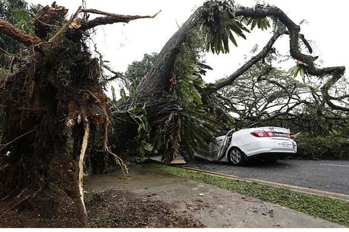 SG: Driving instructor killed after tree falls on his car | OneShift by ...