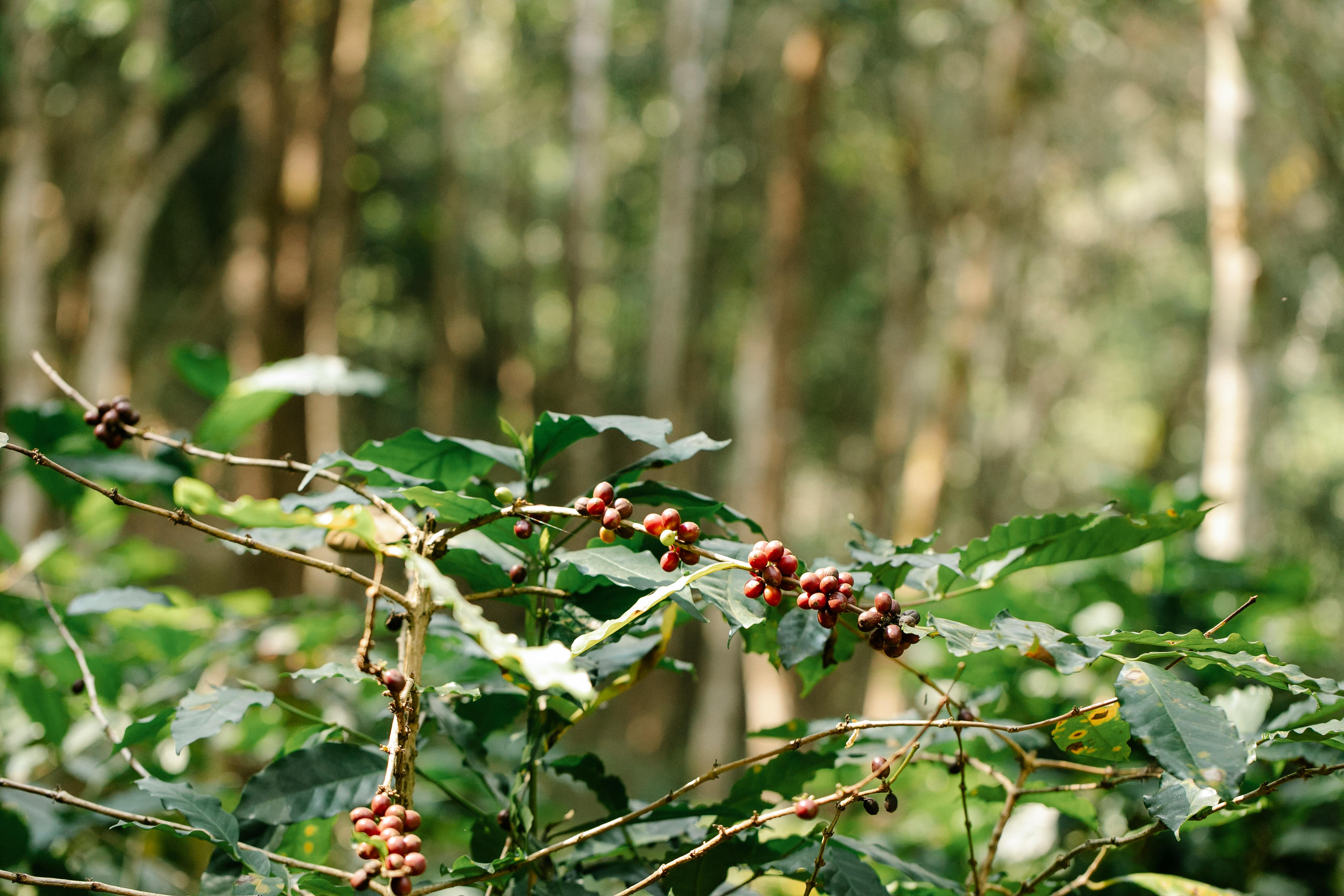 Understanding Indian Coffee Estates