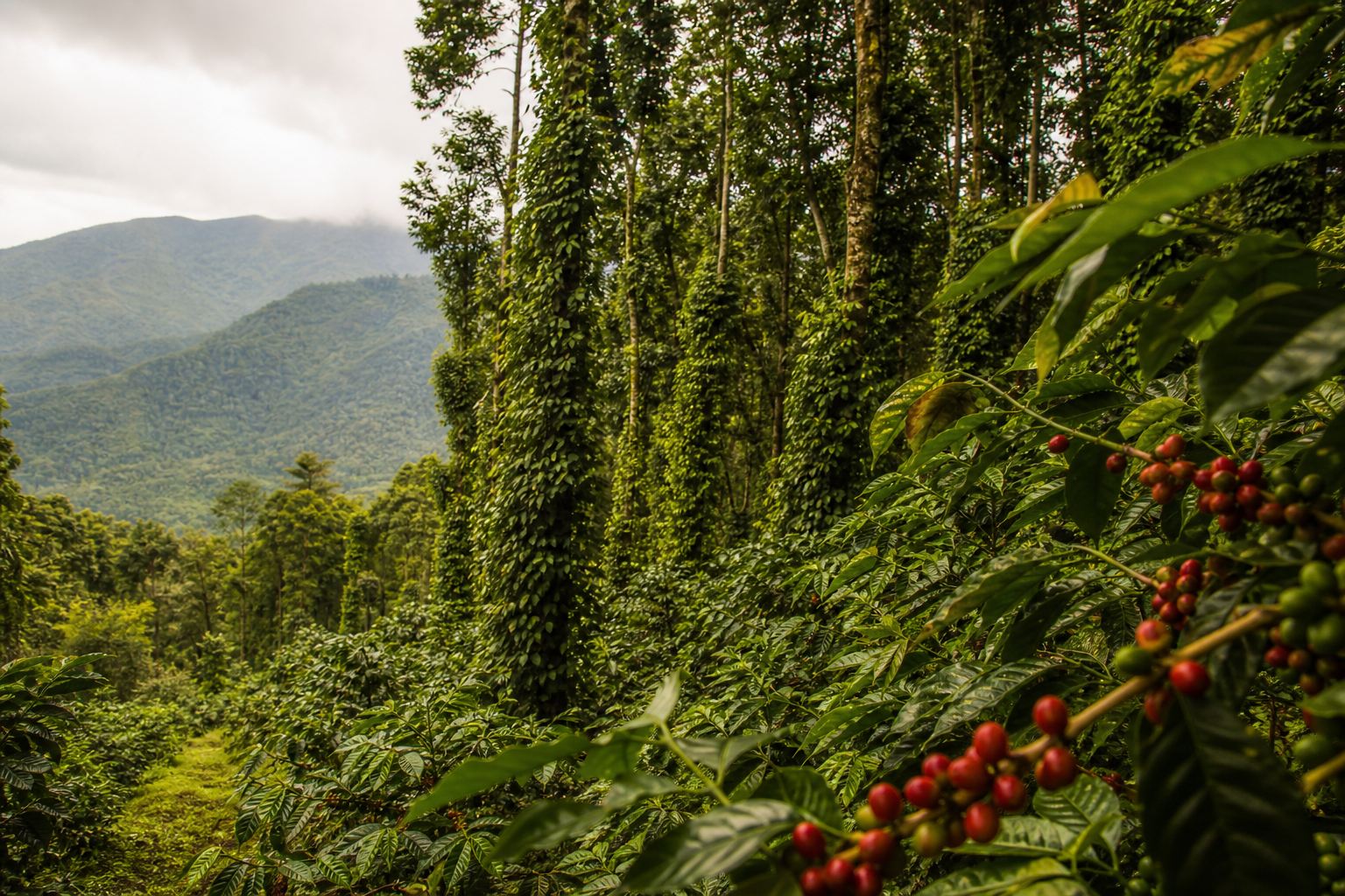Wayanad Coffee: Regional Characteristics