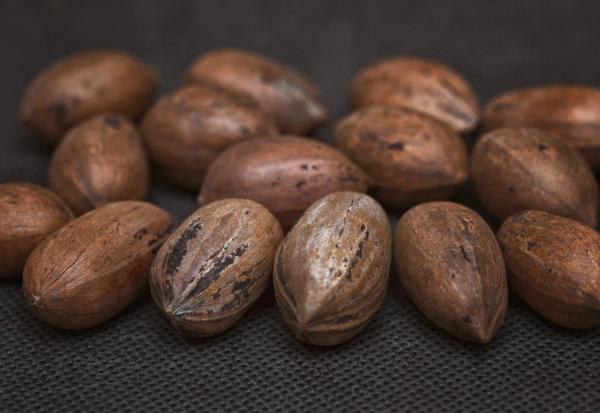 Mammoth In-Shell Pecans from Holland Pecan Farm
