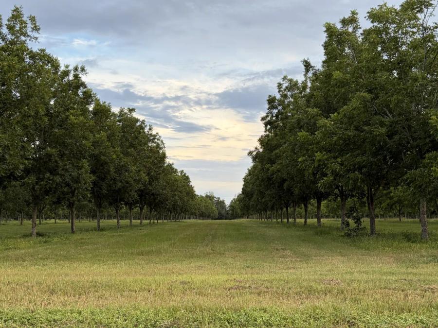 The same orchard rows today, with mature pecan trees