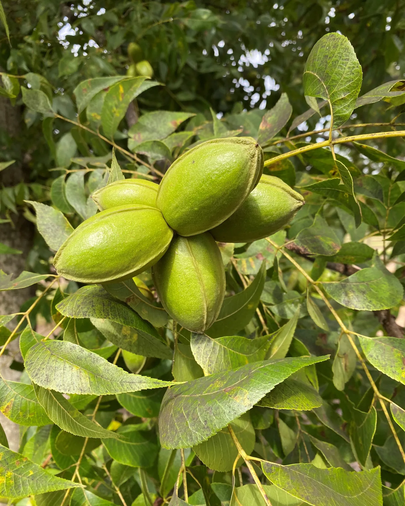 Rows of pecan trees across the Holland Pecan Farm orchard