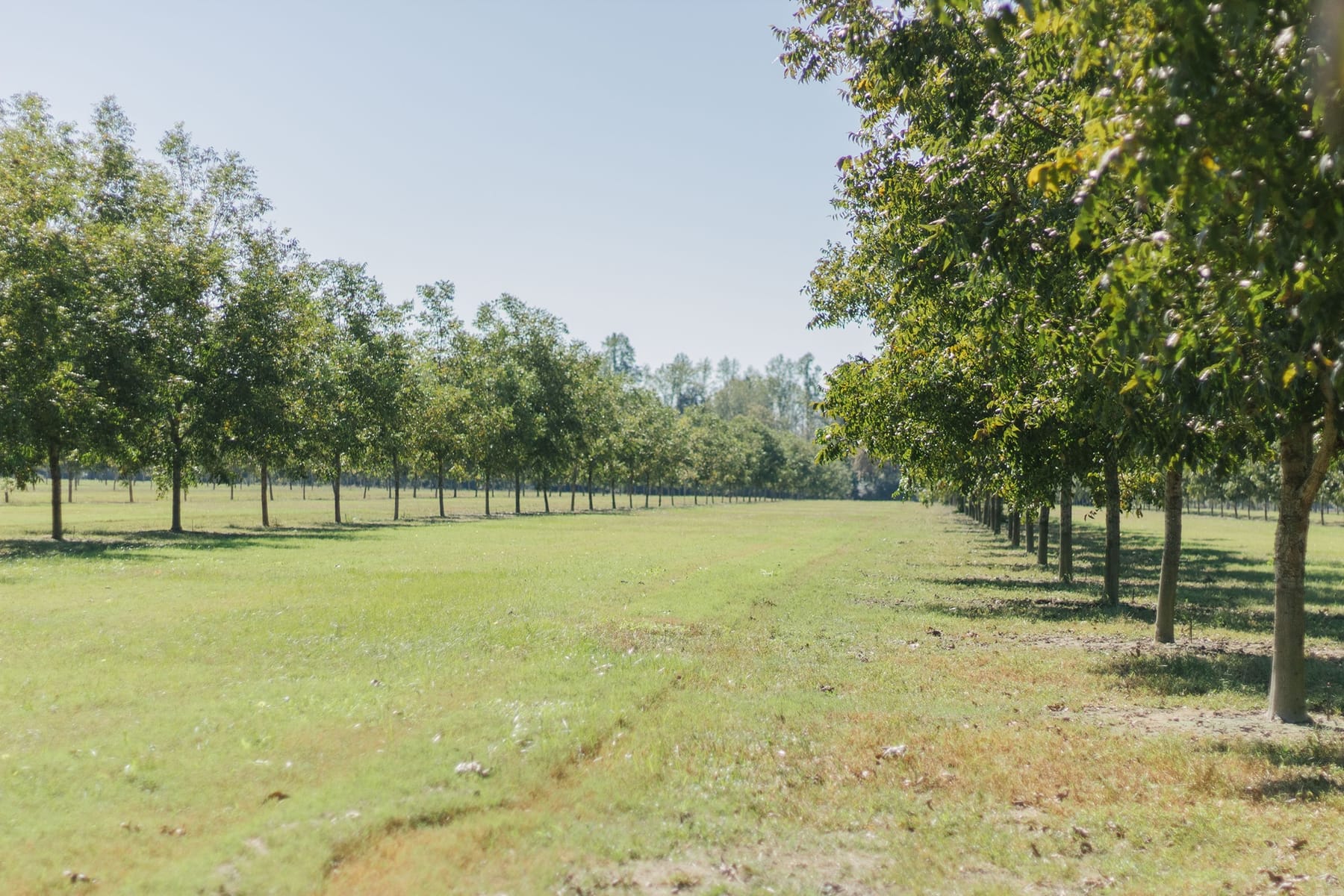 The Holland Pecan Farm orchard in earlier years, with younger pecan trees