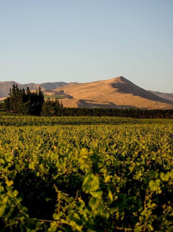 North Canterbury