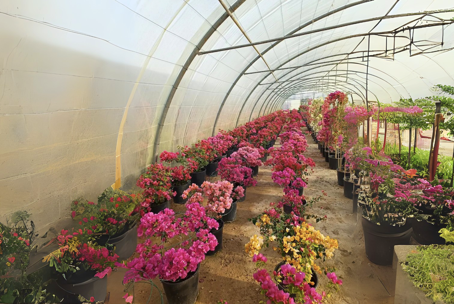 نباتات ومنتجات Verde Nursery في قطر