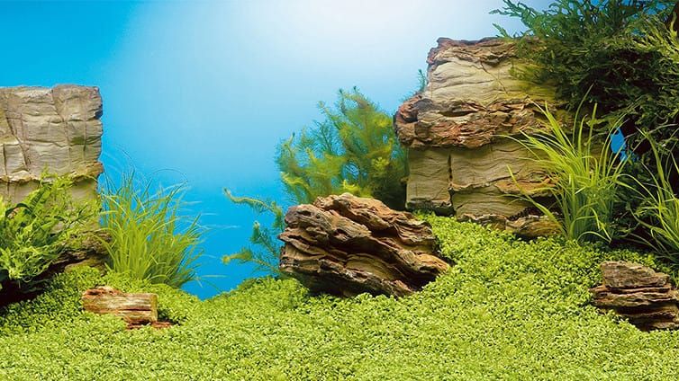 A example of the aquascape background