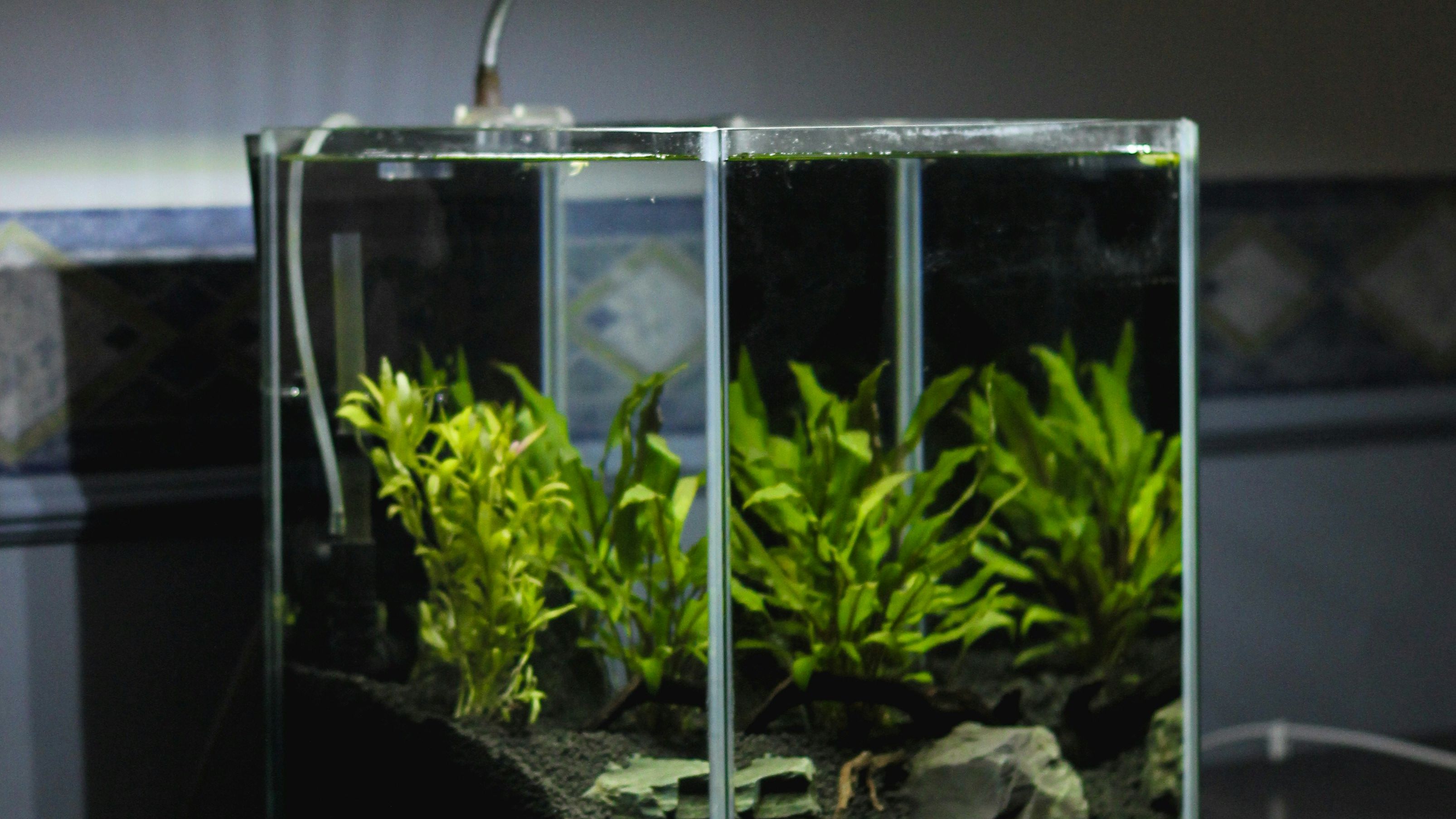 Random aquarium