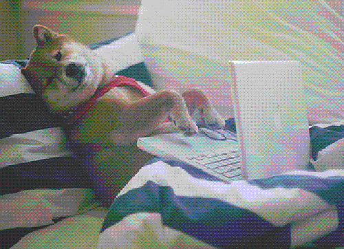 En shiba inu ligger i en säng med tassarna på en vit bärbar dator.