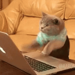 En katt i tröja sitter vid en bärbar dator i en soffa och trummar ivrigt på tangentbordet.