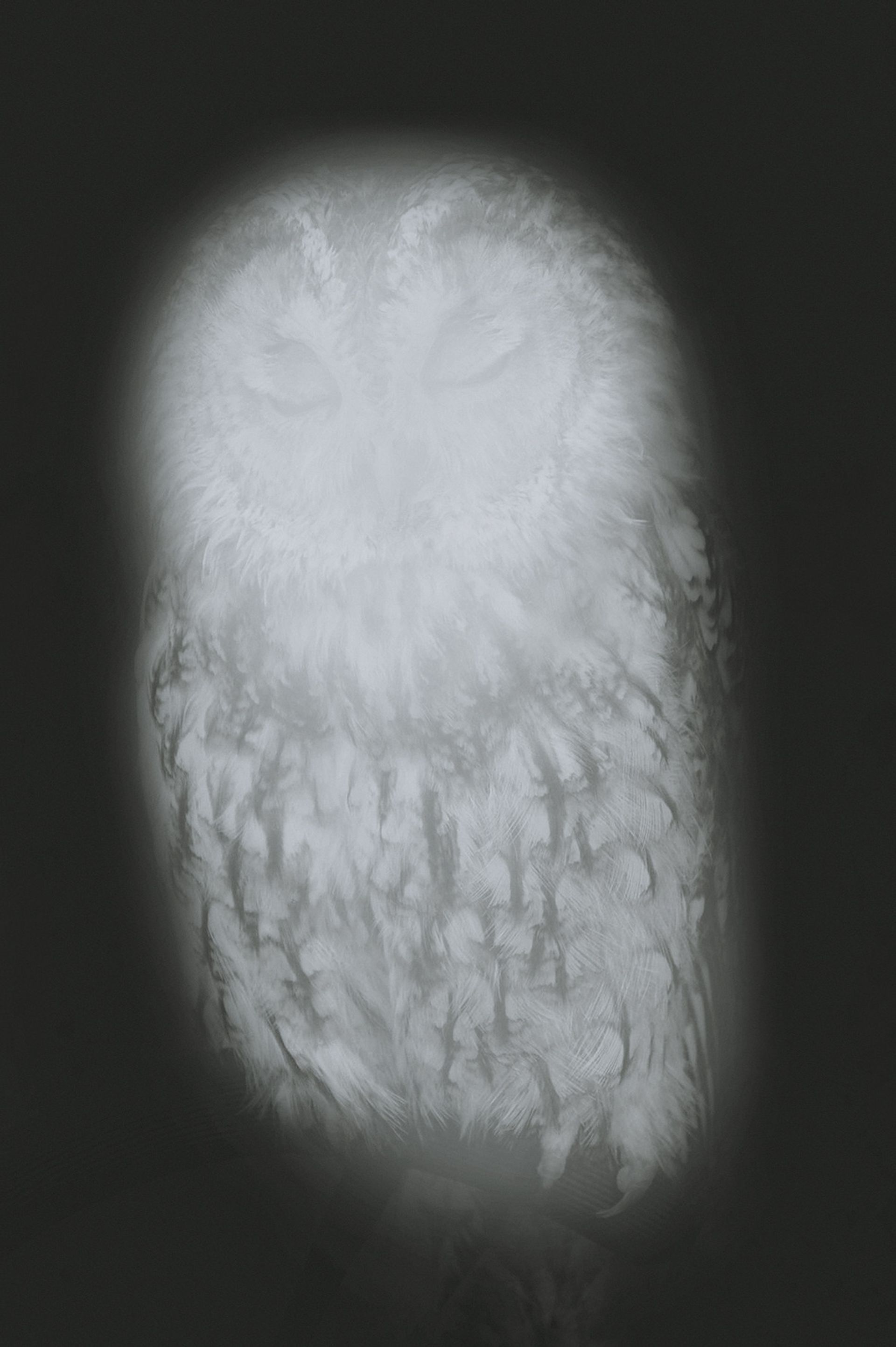 
,Smiling Barn Owl I,, 2013, Pigment prints, 120 × 80 cm