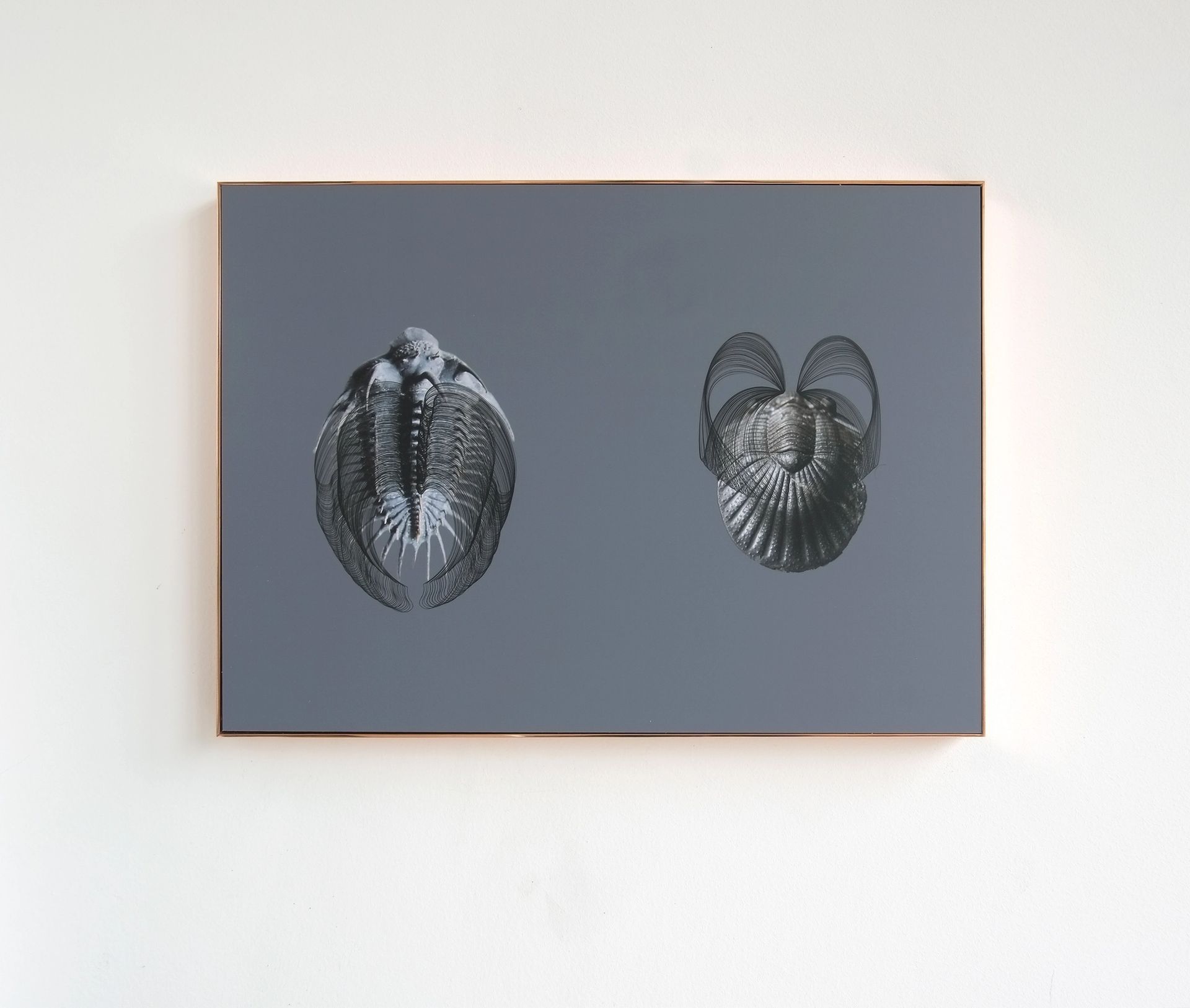 Two Trilobites III + I,, 2016, Pigment prints, ink, framed in copper, 30 × 42 cm