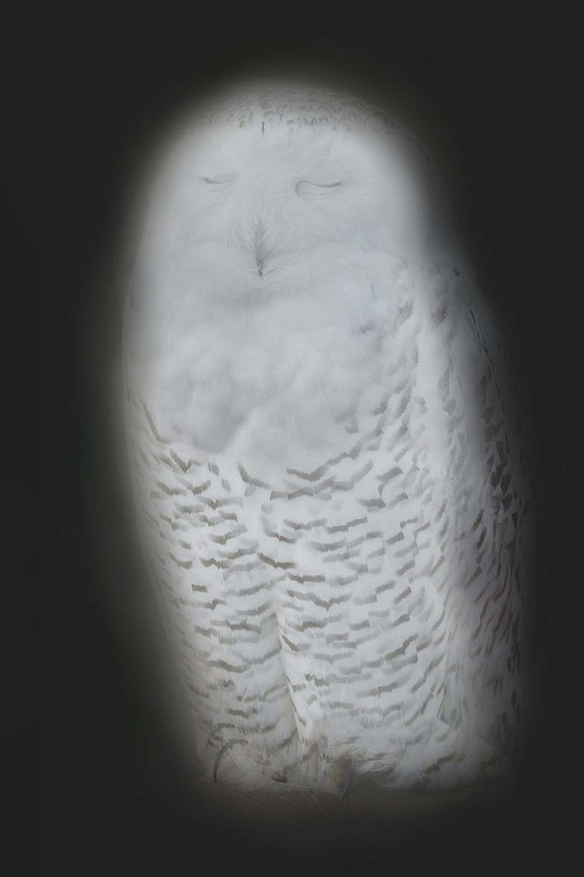 Anna Vogel, Smiling Barn Owl VIII, 2014, pigment print, lacquer, framed in MDF, 49.5 × 33 cm, 3 + 2 AP