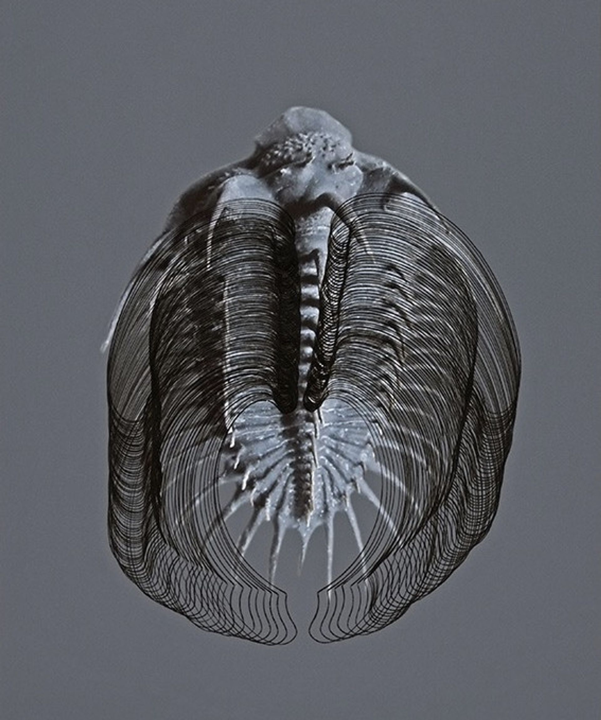 Two Trilobites III ,[detail], 2016, Pigment prints, ink, framed in copper, 30 × 42 cm
