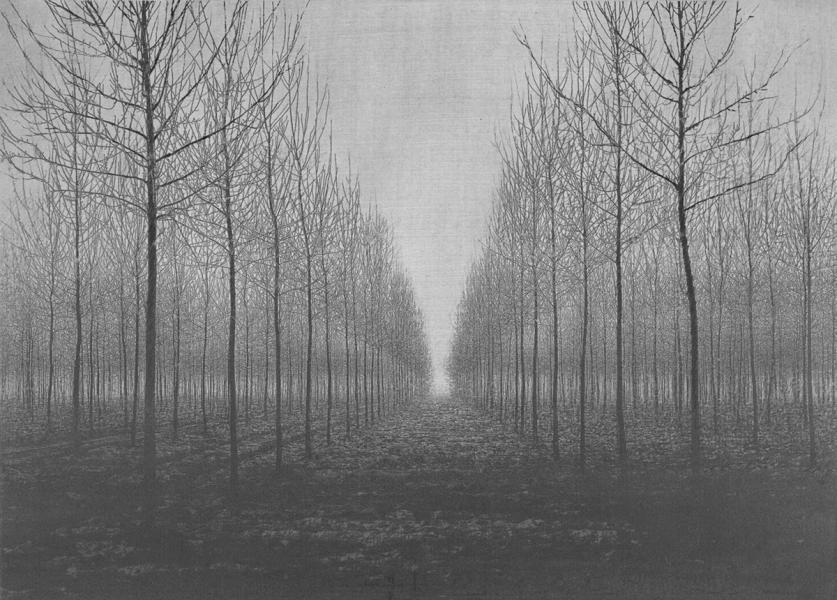 Danja Akulin pencil charcoal drawing tree without leaves avenue foggy perspective