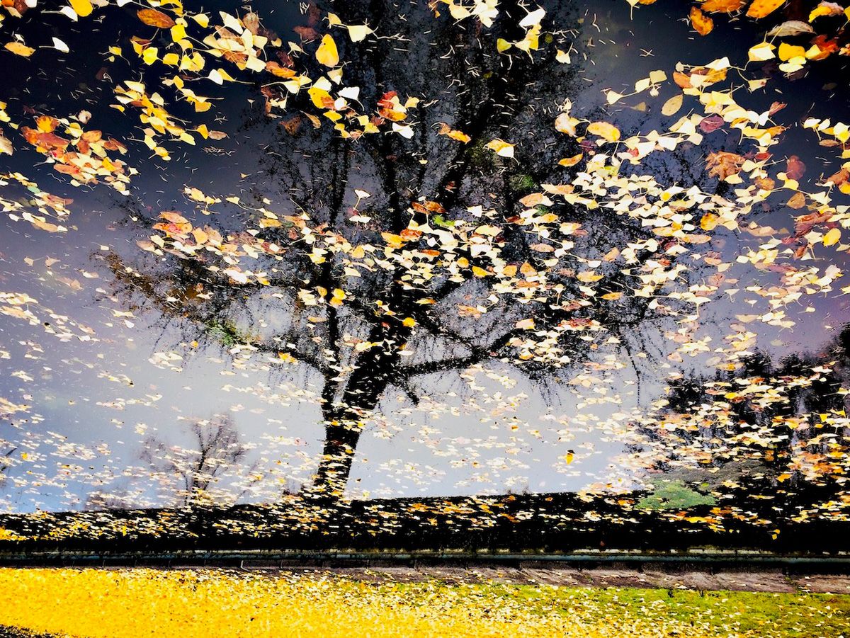 Manfred Vogelsänger Fotografie Wasserspiegelung Hherbstbäume auf dem Kopf mit gelben Blättern im Wasser