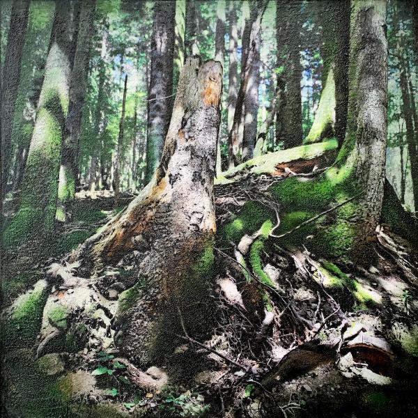 Karin Vermeer's "Riserva Statale Badia Prataglia-1" ist eine digitale Kombination und Bearbeitung von Fotografien, Gemälden und Collage zu neuen, Das Gemälde ist ein einzigartiges Kunstwerk und hat viel Struktur und ist sehr detailliert. In diese Waldlandschaft kann man fast eintauchen.