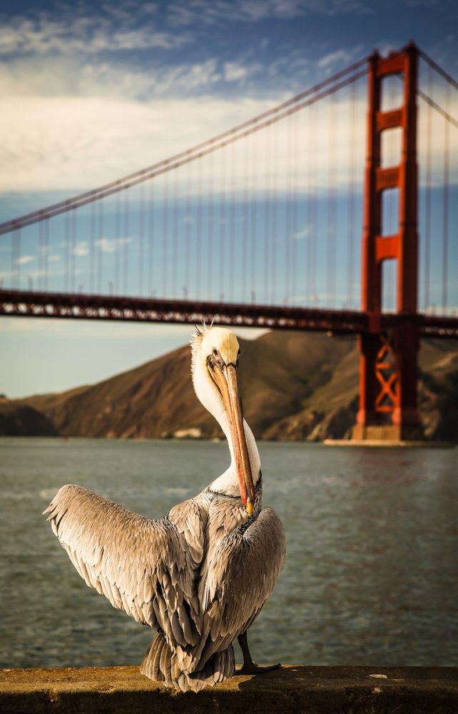 Georgia Ortner Photographie d'un pélican assis avec un ciel bleu et le pont du Golden Gate en arrière-plan