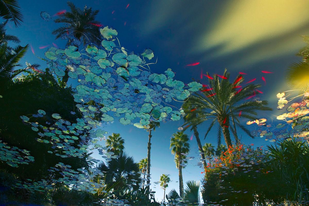 Manfred Vogelsänger Fotografía Agua con nenúfares y reflejo de pez rojo con palmeras
