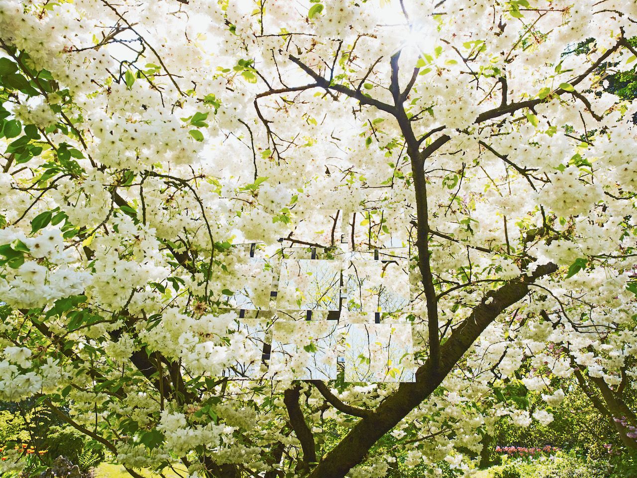 Michael Haegele Nature Photographie Vue intérieure Couronne d'arbre avec fleurs blanches et neuf miroirs disposés