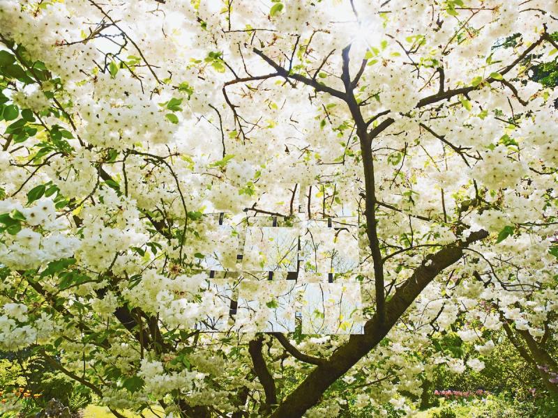 Michael Haegele Natur Fotografie Innen Sicht Baumkrone mit weißen Blüten und neun angeordneten Spiegeln 