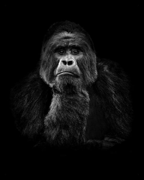 Jörg Conrad Fotografie schwarzer Gorilla auf schwarzen Hintergrund