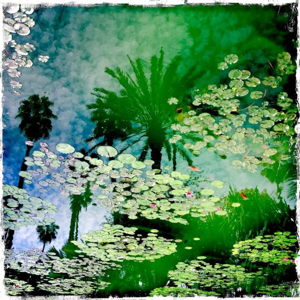 Manfred Vogelsänger Photographie Eau avec nénuphars et poissons rouges Reflet avec palmiers