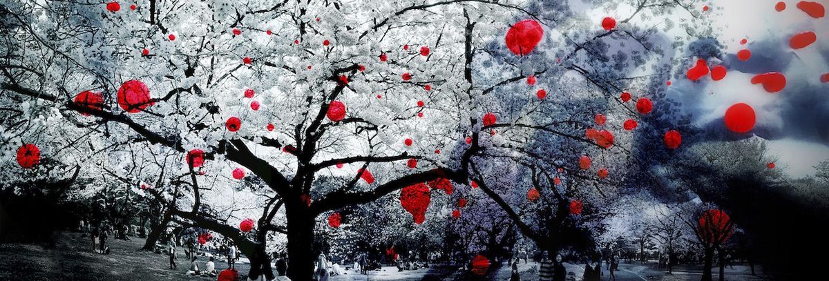 Delia Dickmann abstrakte Panorama Fotografie weiße Kirschblüten Bäume mit roten Punkten