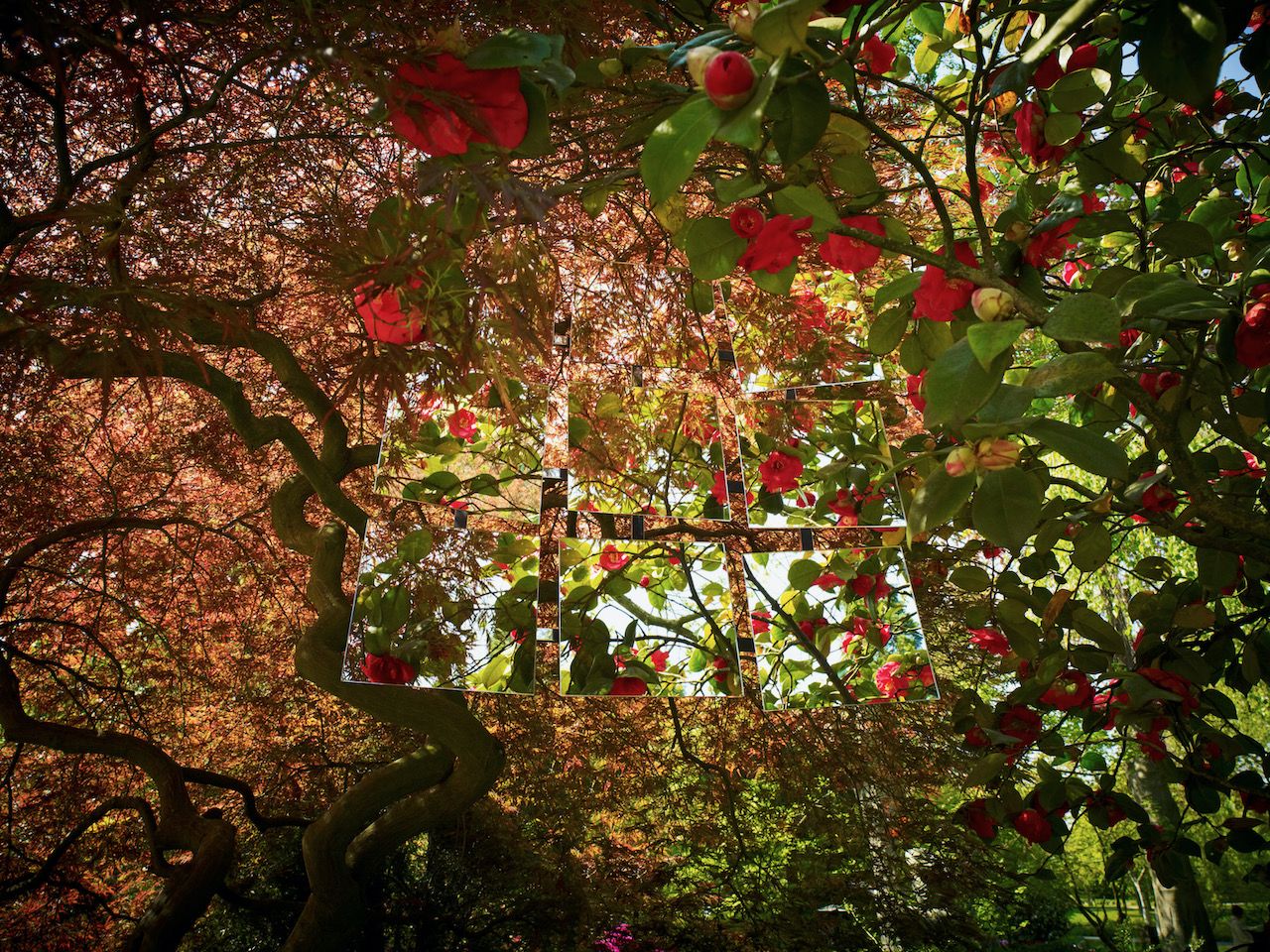 Michael Haegele Nature Photographie Vue de l'intérieur Coiffes d'arbres avec fleurs rouges et roses et neuf miroirs disposés
