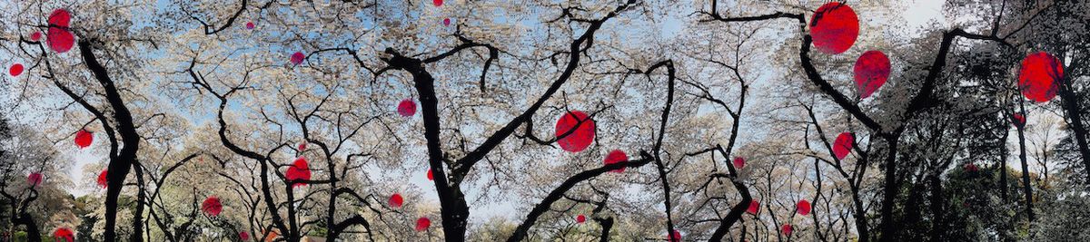 Delia Dickmann fotografia astratta panorama alberi di ciliegio bianchi in fiore e cerchi rossi