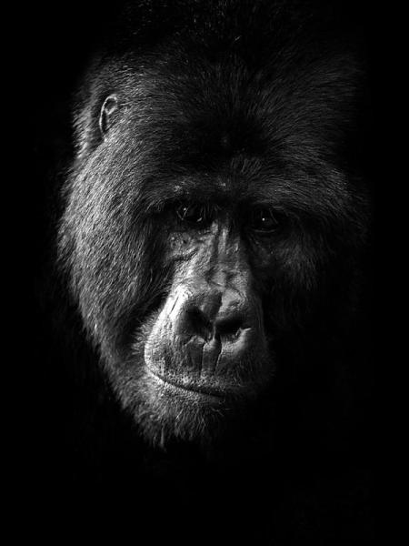 Jörg Conrad Fotografie Portrait schwarzer Gorilla auf schwarzen Hintergrund
