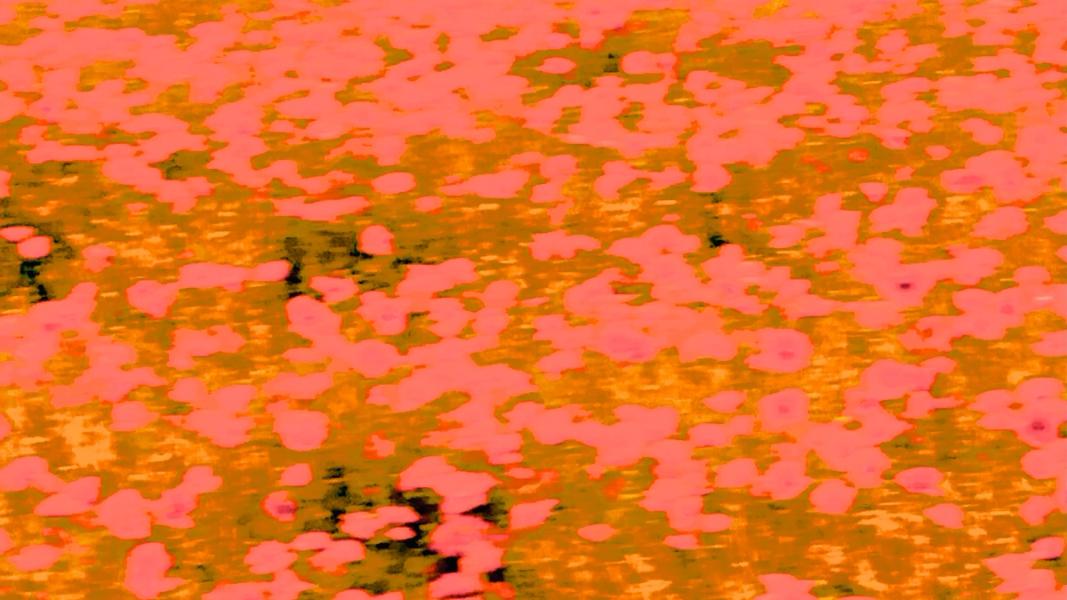 Manfred Vogelsänger Fotografie "Abstract Poppy field" ist ein abstraktes Bild in den Farben Pink und Orange