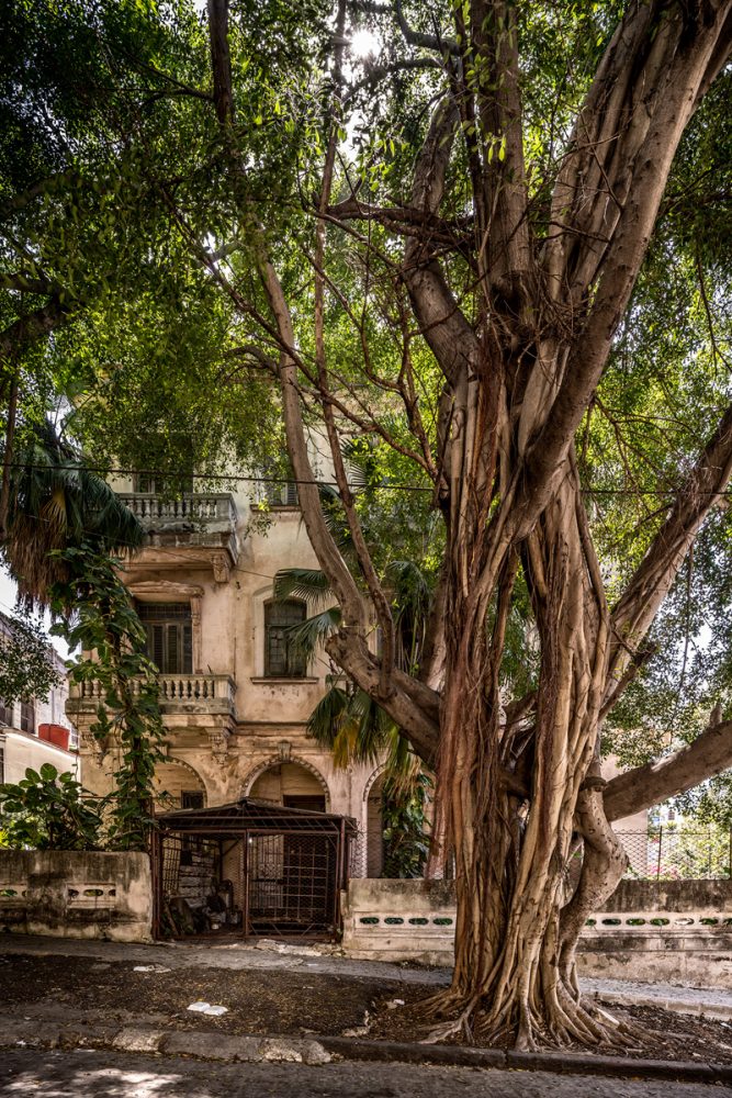 Joe Willems Photography Grande albero di banyan con antica villa sullo sfondo