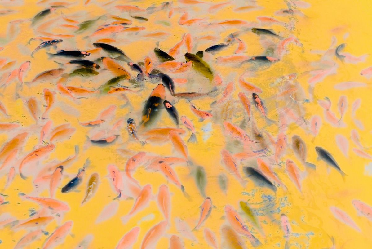 Manfred Vogelsänger abstrakte Fotografie negativ Bild Koi Schwarm im Wasser gelb