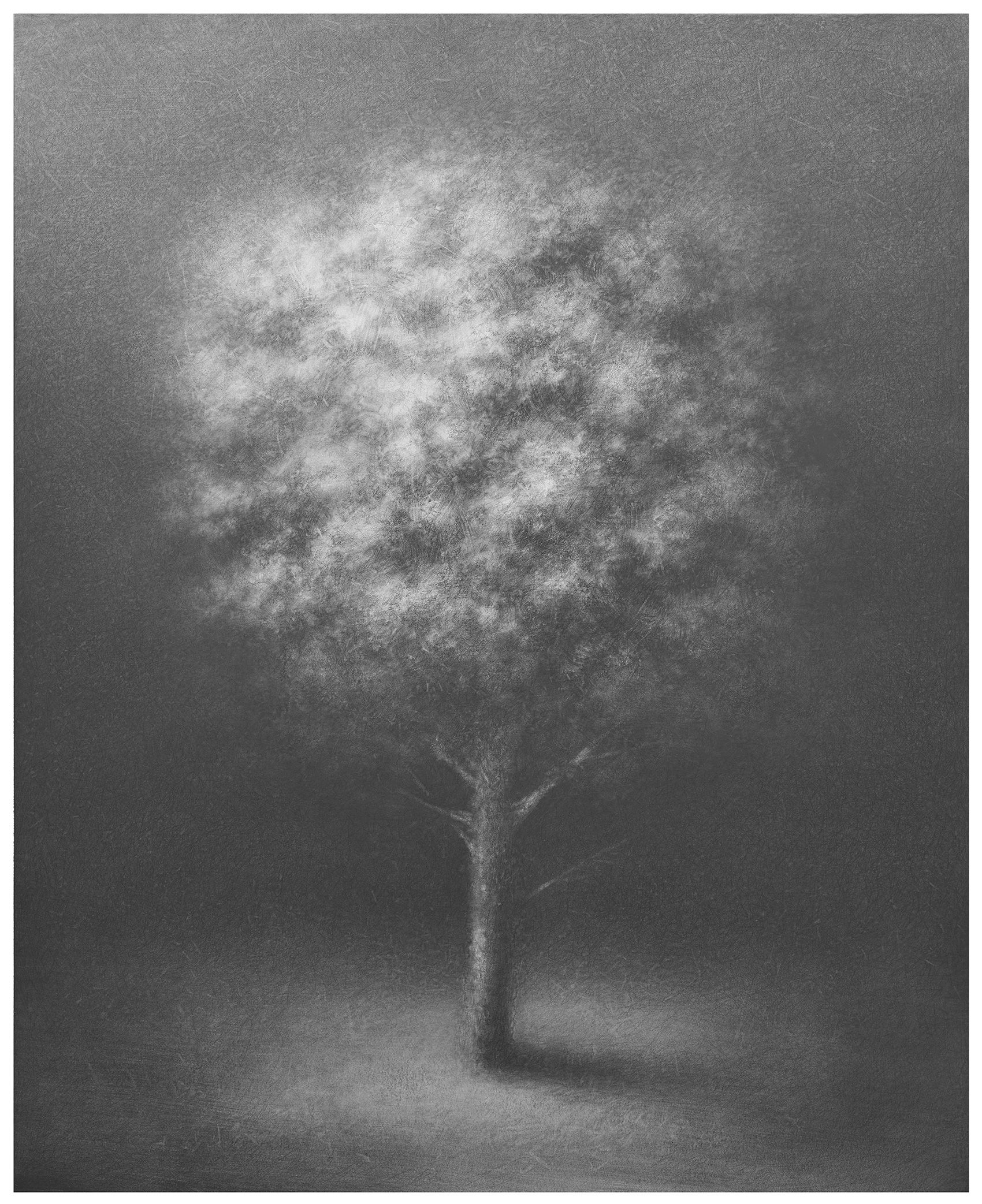 Danja Akulin Pencil Charcoal Drawing Dramatically Illuminated Tree