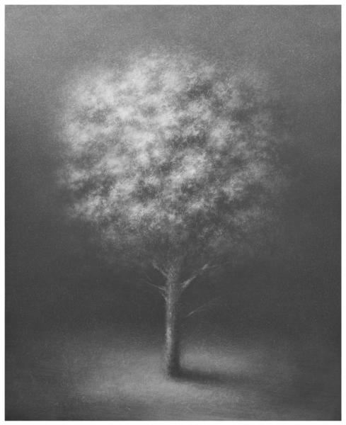 Danja Akulin Bleistift Kohle Zeichnung dramatisch beleuchteter Baum